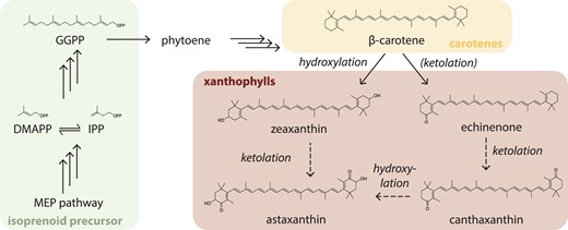 Figure 1 aus Testing eukaryotic routes for heterologous production of ketocarotenoids in cyanobacteria